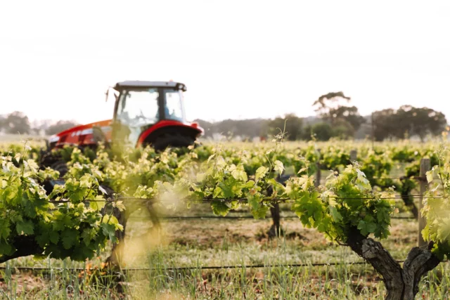 Campbells Wines was founded by Scotsman John Campbell, who left the goldfields on the advice of the first winegrowers of Rutherglen.

Now 155 years later, the winery he established is run for the first time by two women, sisters, Jane and Julie Campbell, the fifth generation. 

Jane is our Managing Director who oversees the company, working directly with the Campbells team, and Jules is our Chief Winemaker and custodian of the Campbells brand. 

“Together, Jules and I have a shared vision to champion the Rutherglen region by leading the way with outstanding wines, innovative and progressive practices and providing an authentic winery experience,” said Jane.

#155th #anniversary #heritage #rutherglen #seehighcountry #explorerutherglen #vineyard #heritage #australianhistory #womeninbusiness