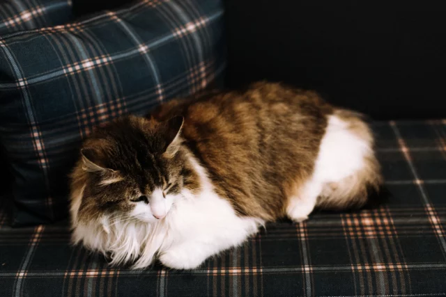 Our winery cat Amelie is being a bit naughty, cat napping on our Cellar Door tartan cushions in front of the fire! 

The fireplace at our Cellar Door will be lit for the cooler months. Come and keep warm and enjoy our winter release wines. 

#cellardoor #winerycat #explorerutherglen #winetime